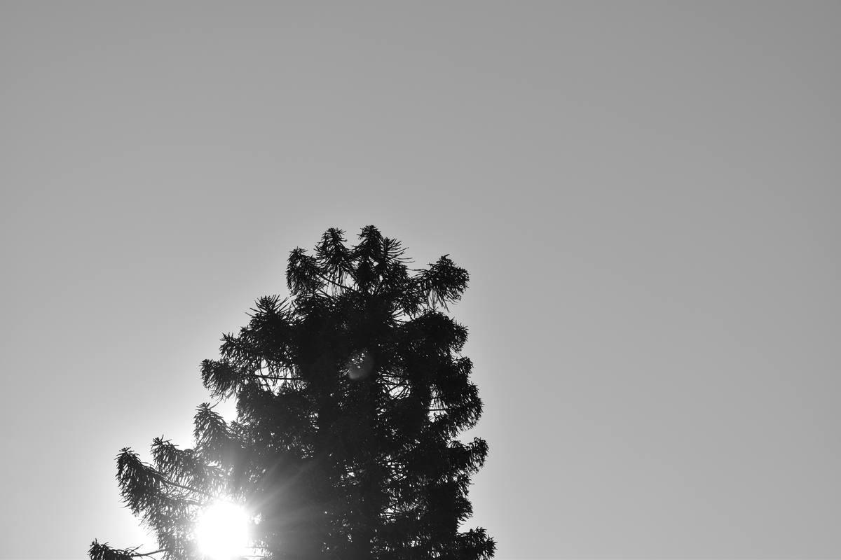 Árbol a contraluz