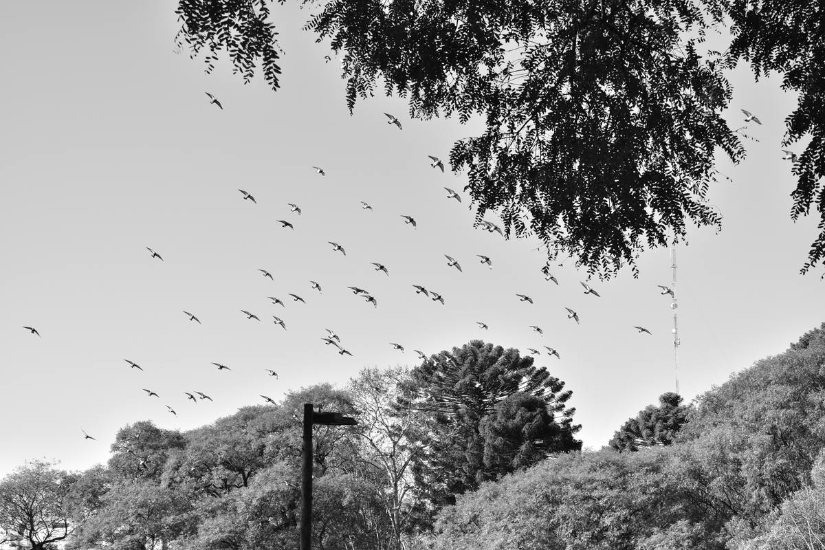 Bandada de pájaros sobre los árboles