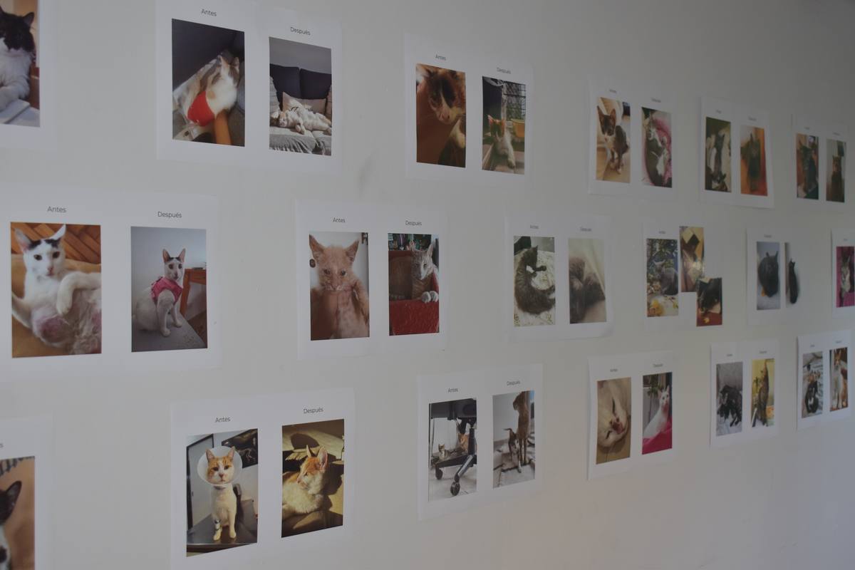 Muestra de fotos de los gatos en adopción